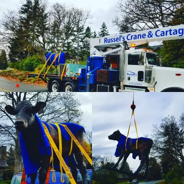 Crane placing a painted cow sculpture
